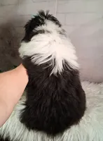 Whimsy💗Micro Sheltie X Poodle, a female Shetland Sheepdog for sale in Holden, MO – 10 of 10