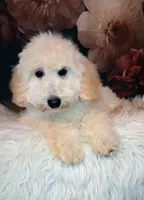 Yukon- Micro Double Doodle, a male Double Doodle for sale in Holden, MO – 3 of 8
