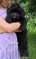Yisabella Micro Double Doodle, a female Double Doodle for sale in Holden, MO – 3 of 6