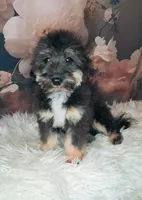Rocky F1 Toy Sheltidoodle, a male Shetland Sheepdog and Poodle - Miniature  for sale in Holden, MO – 2 of 7