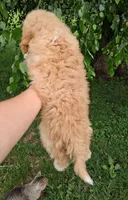 Yelena, a female Double Doodle for sale in Holden, MO – 6 of 6