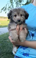 Whisper Toy Sheltidoodle , a female Shetland Sheepdog and Poodle - Miniature  for sale in Holden, MO – 5 of 7
