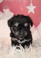 Penelope💗 Petite Sheltidoodle , a female Shetland Sheepdog and Poodle - Miniature  for sale in Holden, MO – 5 of 7
