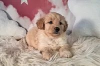 Mia💗Petite Double Doodle, a female Miniature Goldendoodle for sale in Holden, MO – 8 of 8