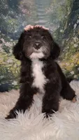 Dora - Micro Double Doodle- Financing, a female Double Doodle for sale in Holden, MO – 2 of 10
