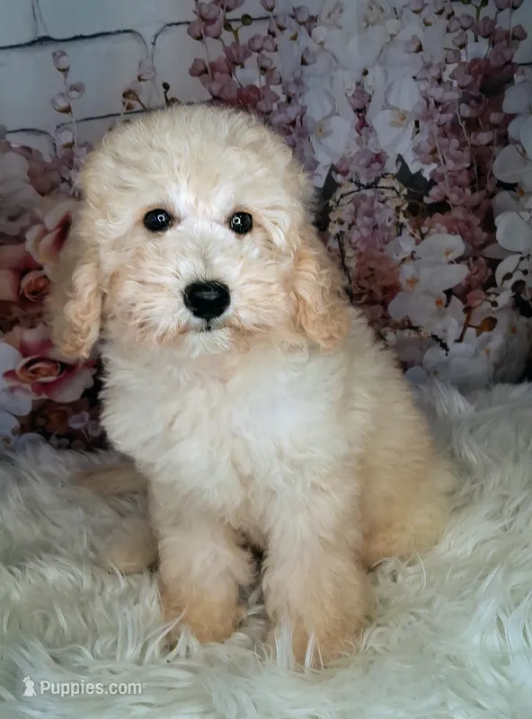 Yukon- Micro Double Doodle – Double Doodle puppy for sale in Holden, MO