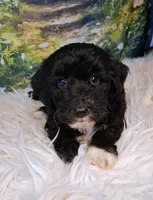 Yisadora - Micro Doodle Doodle, a female Double Doodle for sale in Holden, MO – 3 of 4