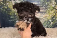 Rocky, a male Shetland Sheepdog and Poodle - Miniature  for sale in Holden, MO – 5 of 7