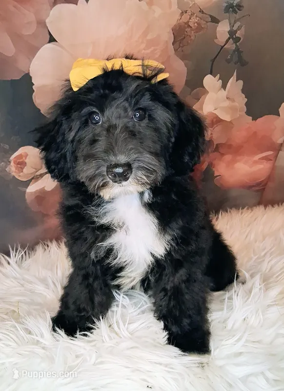 Yisadora - Micro Double Doodle- Financing – Double Doodle puppy for sale in Holden, MO