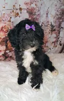 Yisadora - Micro Double Doodle, a female Double Doodle for sale in Holden, MO – 2 of 6