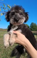Rocky F1 Toy Sheltidoodle Sheltie x Poodle, a male Shetland Sheepdog and Poodle - Miniature  for sale in Holden, MO – 7 of 9