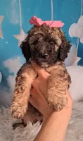 Stella Bella💗Mini Saint Berdoodle , a female Saint Berdoodle for sale in Holden, MO – 3 of 6