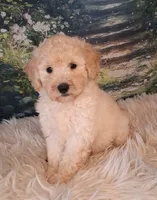 Yukon- Micro Double Doodle, a male Double Doodle for sale in Holden, MO – 5 of 7
