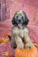 Stella Bella💗Mini Saint Berdoodle , a female Saint Berdoodle for sale in Holden, MO – 7 of 9