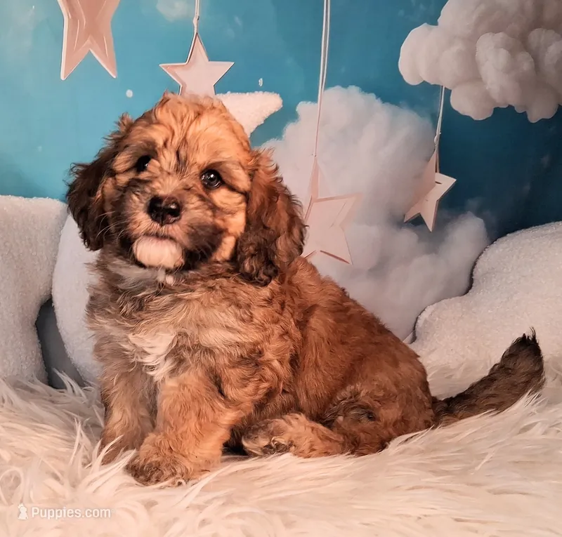 Stewy Lewy💚Mini St Berdoodle  – Saint Berdoodle puppy for sale in Holden, MO