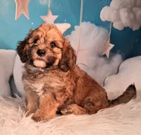 Stewy Lewy💚Mini St Berdoodle , a male Saint Berdoodle for sale in Holden, MO – 1 of 8