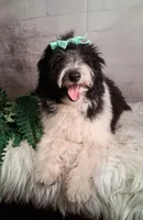 Whimsy💗Micro Sheltie X Poodle, a female Shetland Sheepdog for sale in Holden, MO – 7 of 10