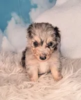 Picasso💙-Petite Sheltidoodle , a male Shetland Sheepdog and Poodle - Miniature  for sale in Holden, MO – 5 of 6