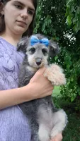 Rina F1 Micro Sheltiedoodle-Reduced, a female Shetland Sheepdog and Poodle - Miniature  for sale in Holden, MO – 6 of 8