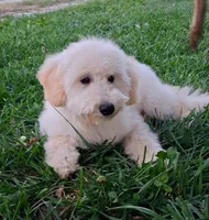 Yukon- Micro Double Doodle, a male Double Doodle for sale in Holden, MO – 8 of 8