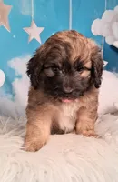 Stanley Manley💙Mini St Berdoodle , a male Saint Berdoodle for sale in Holden, MO – 2 of 7