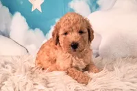 Maynard💚Petite Double Doodle, a male Miniature Goldendoodle for sale in Holden, MO – 6 of 8