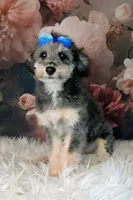 Rina F1 Micro Sheltiedoodle-Reduced, a female Shetland Sheepdog and Poodle - Miniature  for sale in Holden, MO – 2 of 8