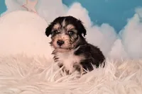 Poncho❤️Petite Sheltidoodle , a male Shetland Sheepdog and Poodle - Miniature  for sale in Holden, MO – 5 of 6