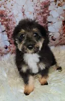 Rocky F1 Toy Sheltidoodle, a male Shetland Sheepdog and Poodle - Miniature  for sale in Holden, MO – 2 of 6