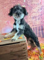 Rocky F1 Toy Sheltidoodle Sheltie x Poodle, a male Shetland Sheepdog and Poodle - Miniature  for sale in Holden, MO – 6 of 9