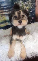 Remmi - Toy Sheltidoodle , a male Shetland Sheepdog and Poodle - Toy  for sale in Holden, MO – 6 of 7