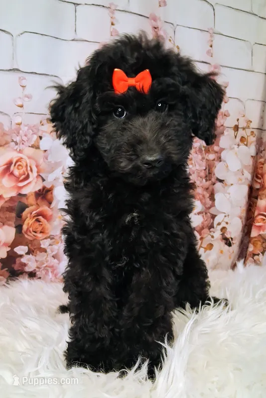 Yisabella Micro Double Doodle – Double Doodle puppy for sale in Holden, MO