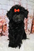 Yisabella Micro Double Doodle, a female Double Doodle for sale in Holden, MO – 1 of 6