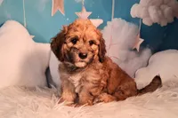 Stewy Lewy💚Mini St Berdoodle , a male Saint Berdoodle for sale in Holden, MO – 5 of 8
