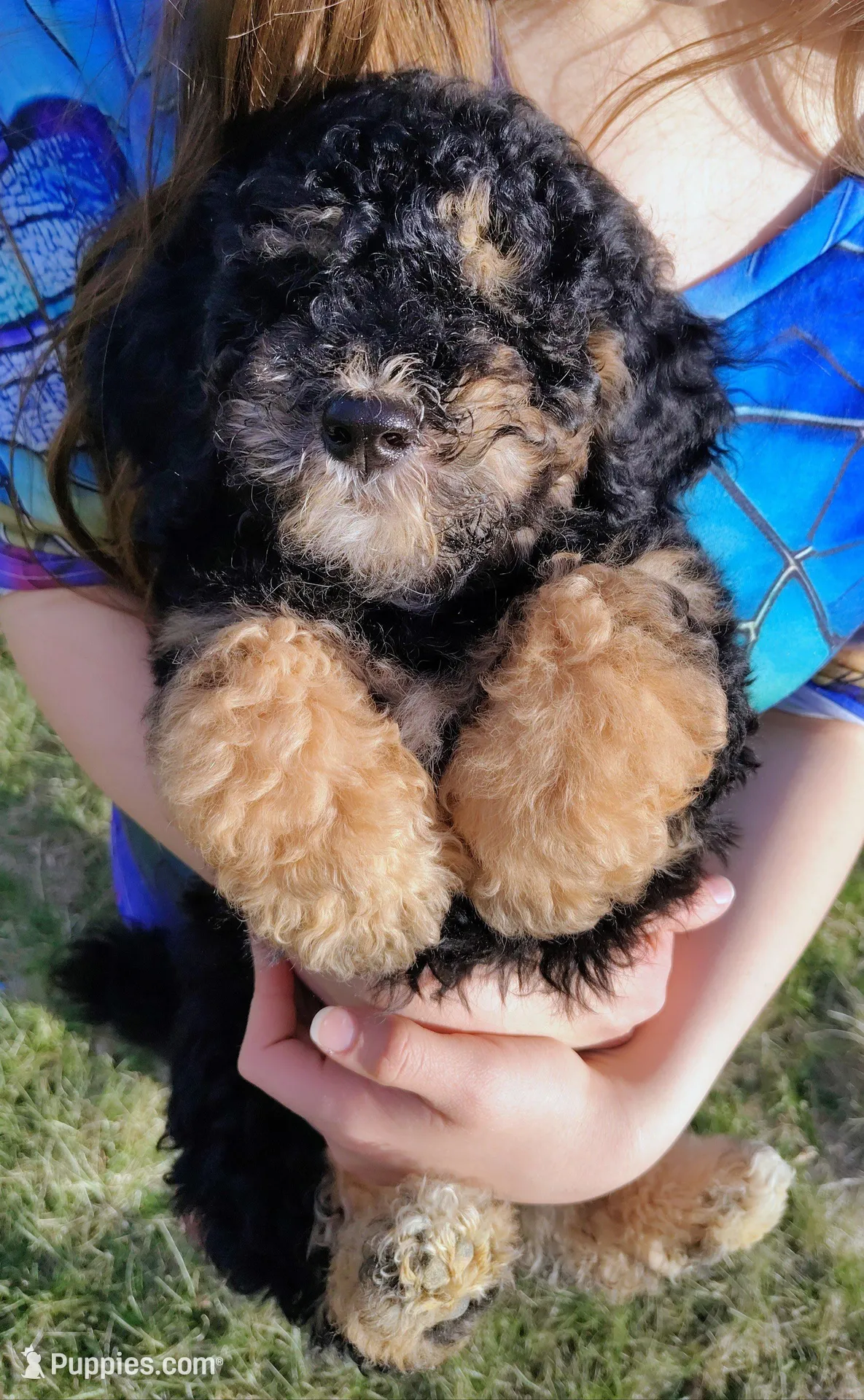 Lobelia , a female Saint Berdoodle for sale in Holden, MO – Photo 8 of 8