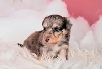 Paisley💜Petite Sheltidoodle , a female Shetland Sheepdog and Poodle - Miniature  for sale in Holden, MO – 4 of 4