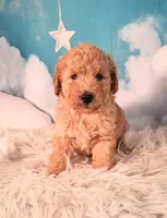 Maynard💚Petite Double Doodle, a male Miniature Goldendoodle for sale in Holden, MO – 2 of 8