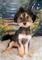 Remmi - Toy Sheltidoodle , a male Shetland Sheepdog and Poodle - Toy  for sale in Holden, MO – 1 of 7