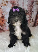 Yisadora - Micro Double Doodle, a female Double Doodle for sale in Holden, MO – 5 of 6