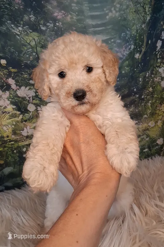 Yukon- Micro Double Doodle – Double Doodle puppy for sale in Holden, MO