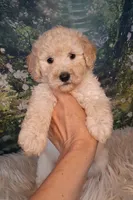Yukon- Micro Double Doodle, a male Double Doodle for sale in Holden, MO – 1 of 7