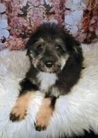 Rocky F1 Toy Sheltidoodle, a male Shetland Sheepdog and Poodle - Miniature  for sale in Holden, MO – 5 of 6