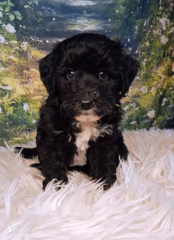 Yisadora - Micro Doodle Doodle – Double Doodle puppy for sale in Holden, MO
