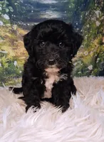 Yisadora - Micro Doodle Doodle, a female Double Doodle for sale in Holden, MO – 1 of 4