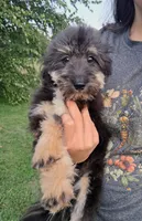 Rocky F1 Toy Sheltidoodle, a male Shetland Sheepdog and Poodle - Miniature  for sale in Holden, MO – 5 of 7