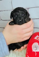 Tootsie, a female Goldendoodle for sale in Holden, MO – Photo 2 of 4