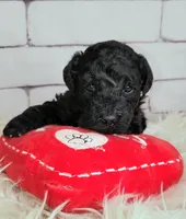 Tootsie, a female Goldendoodle for sale in Holden, MO – Photo 4 of 4