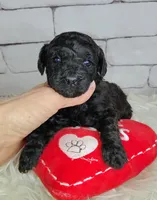 Tootsie, a female Goldendoodle for sale in Holden, MO – Photo 3 of 4