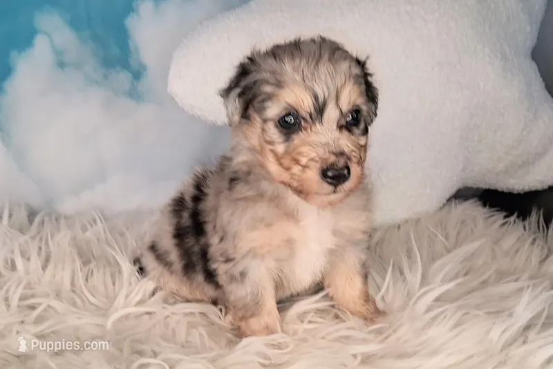 Picasso💙-Petite Sheltidoodle  – Shetland Sheepdog, Poodle - Miniature  puppy for sale in Holden, MO