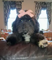 Dora - Micro Double Doodle- Financing, a female Double Doodle for sale in Holden, MO – 9 of 10